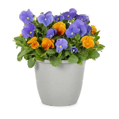 lowe's flower|lowe's flowers and plants prices.